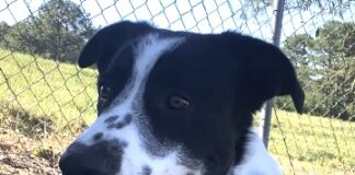 Pet of the Week: Finn has a smile to share and a lap to find