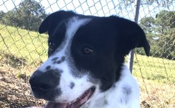 Pet of the Week: Finn has a smile to share and a lap to find