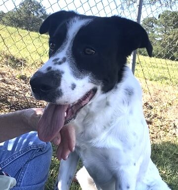 Pet of the Week: Finn has a smile to share and a lap to find