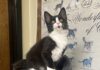 Pet of the Week:  Tipper puts her best paw forwardÂ