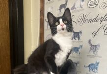 Pet of the Week: Tipper puts her best paw forward
