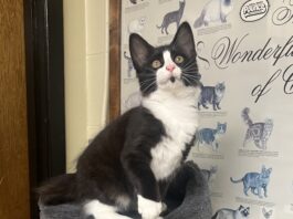 Pet of the Week: Tipper puts her best paw forward