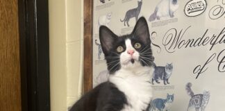 Pet of the Week:  Tipper puts her best paw forwardÂ
