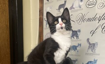 Pet of the Week:  Tipper puts her best paw forwardÂ