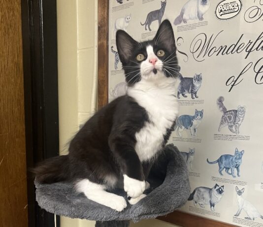 Pet of the Week: Tipper puts her best paw forward