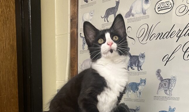 Pet of the Week: Tipper puts her best paw forward