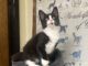 Pet of the Week: Tipper puts her best paw forward