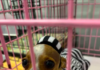 Guilty of cuteness: Ditzy wins Cullman Today’s Howl-O-Ween Pet Costume Contest
