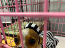 Guilty of cuteness: Ditzy wins Cullman Today’s Howl-O-Ween Pet Costume Contest