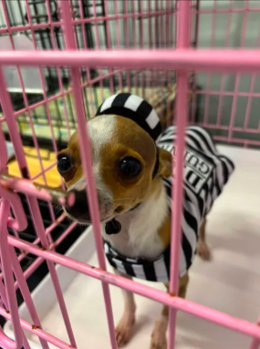 Guilty of cuteness: Ditzy wins Cullman Today’s Howl-O-Ween Pet Costume Contest